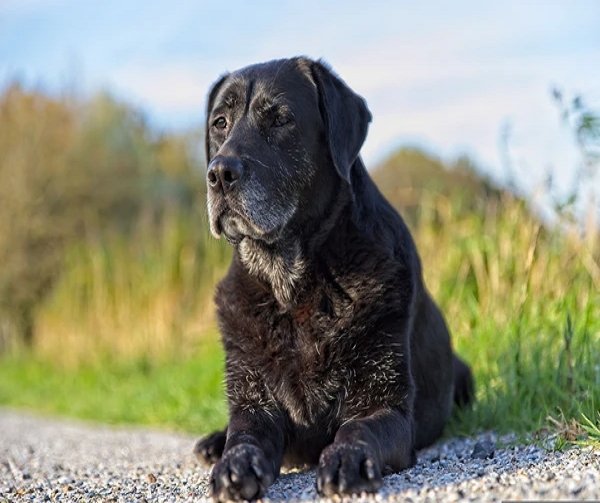 7 Reasons to Adopt Senior Dogs - KindTail